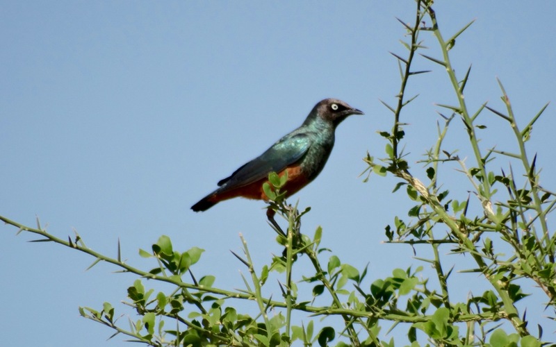 chestnut-bellied starling (Lamprotornis pulcher); DISPLAY FULL IMAGE.