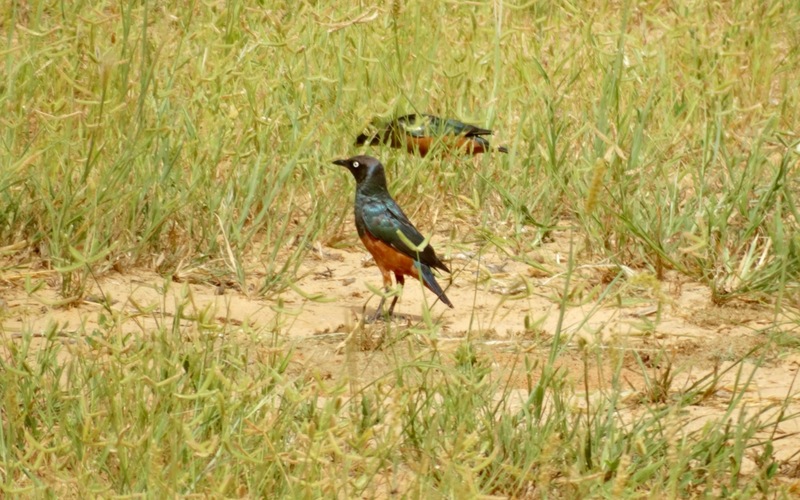 chestnut-bellied starling (Lamprotornis pulcher); DISPLAY FULL IMAGE.