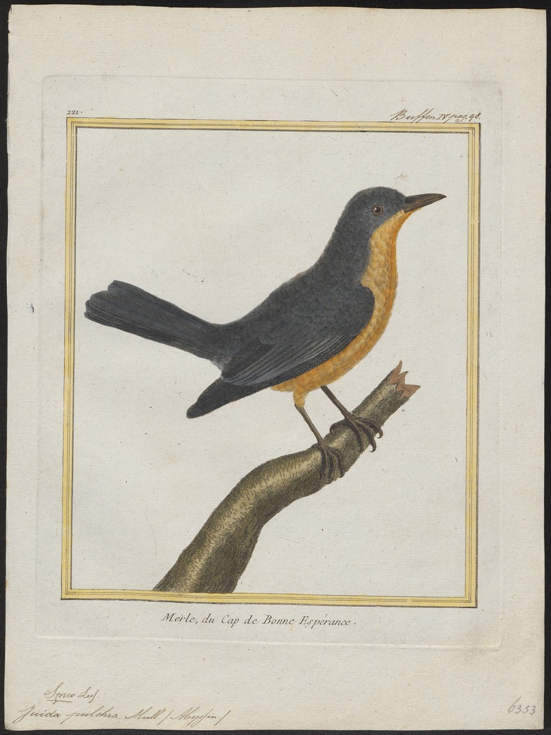 chestnut-bellied starling (Lamprotornis pulcher); DISPLAY FULL IMAGE.