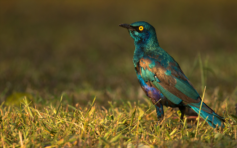 lesser blue-eared glossy-starling (Lamprotornis chloropterus); DISPLAY FULL IMAGE.