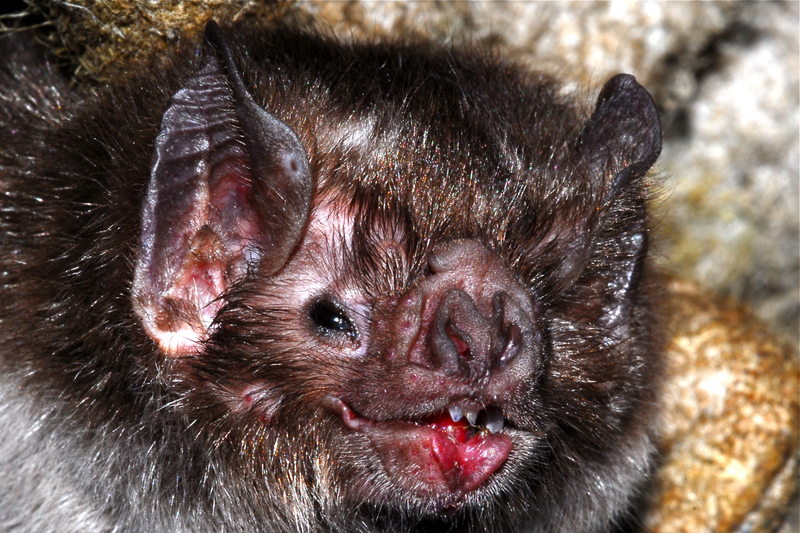 common vampire bat (Desmodus rotundus); DISPLAY FULL IMAGE.