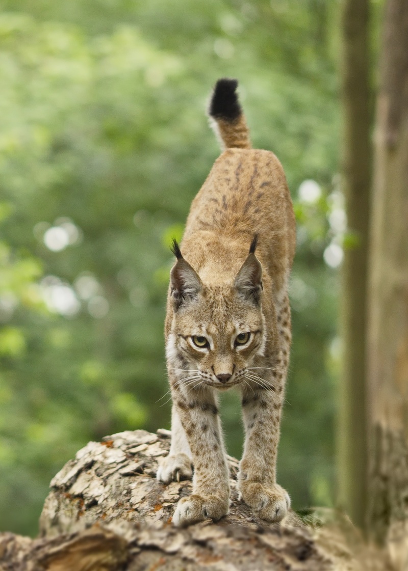 Eurasian lynx (Lynx lynx); DISPLAY FULL IMAGE.