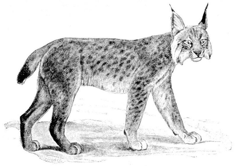 Eurasian lynx (Lynx lynx); DISPLAY FULL IMAGE.