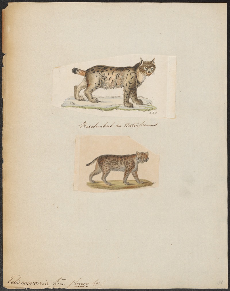 Eurasian lynx (Lynx lynx); DISPLAY FULL IMAGE.
