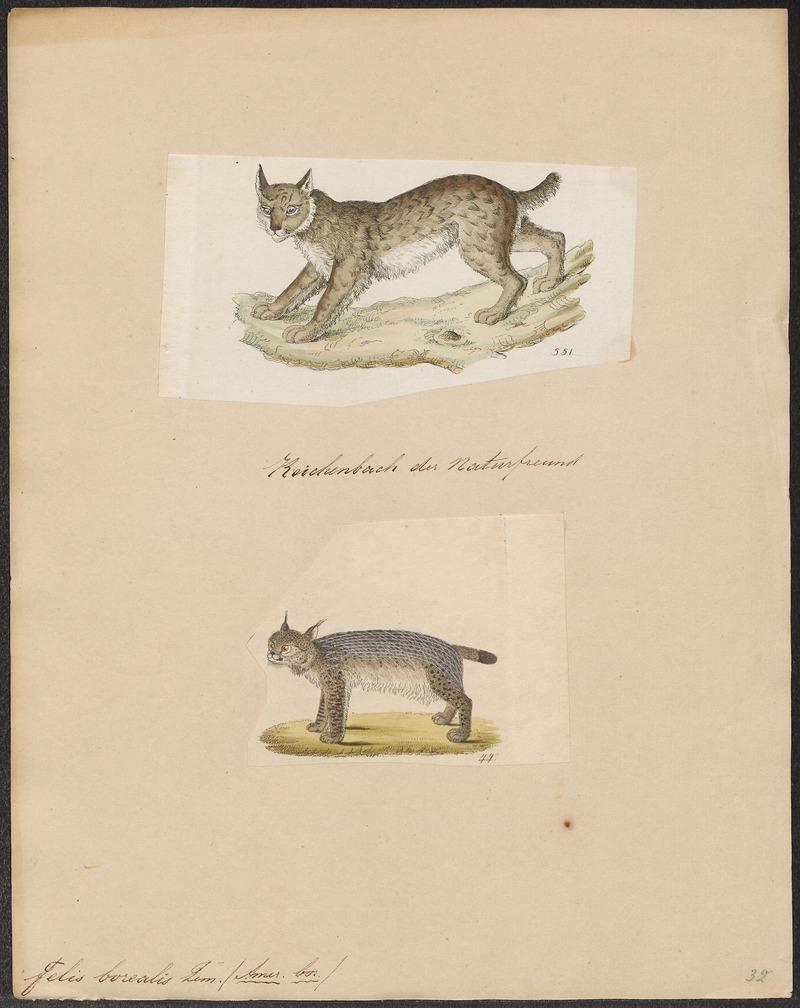Eurasian lynx (Lynx lynx); DISPLAY FULL IMAGE.