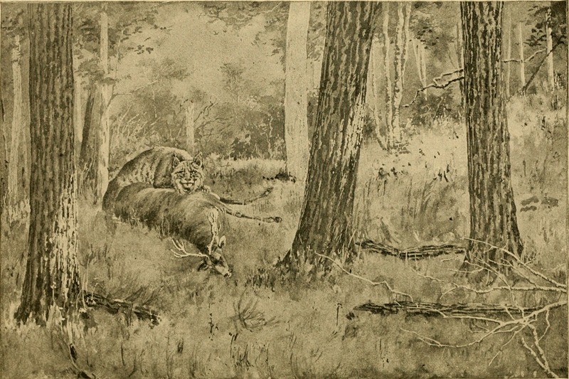 Eurasian lynx (Lynx lynx); DISPLAY FULL IMAGE.