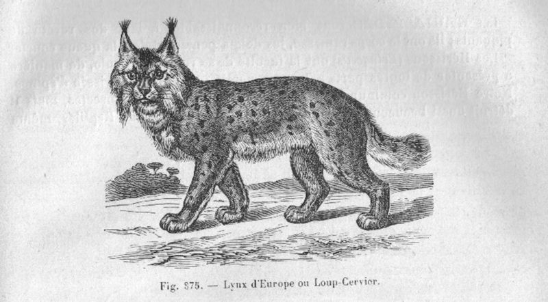 Eurasian lynx (Lynx lynx); DISPLAY FULL IMAGE.