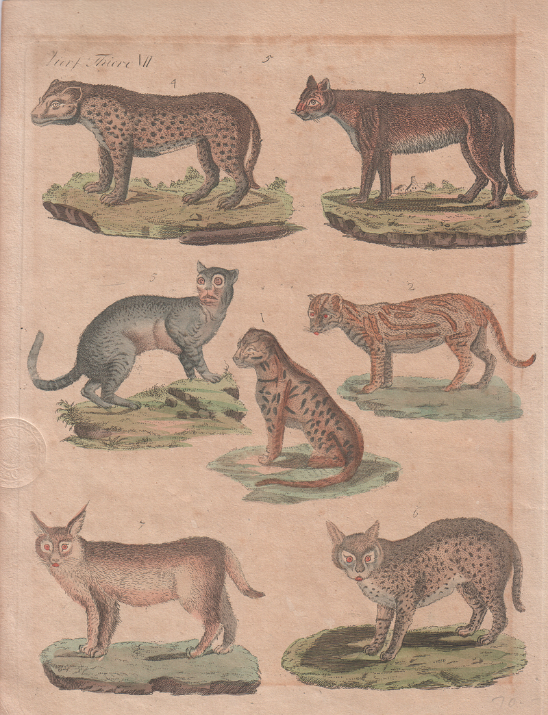 Eurasian lynx (Lynx lynx), ocelot (Leopardus pardalis); DISPLAY FULL IMAGE.