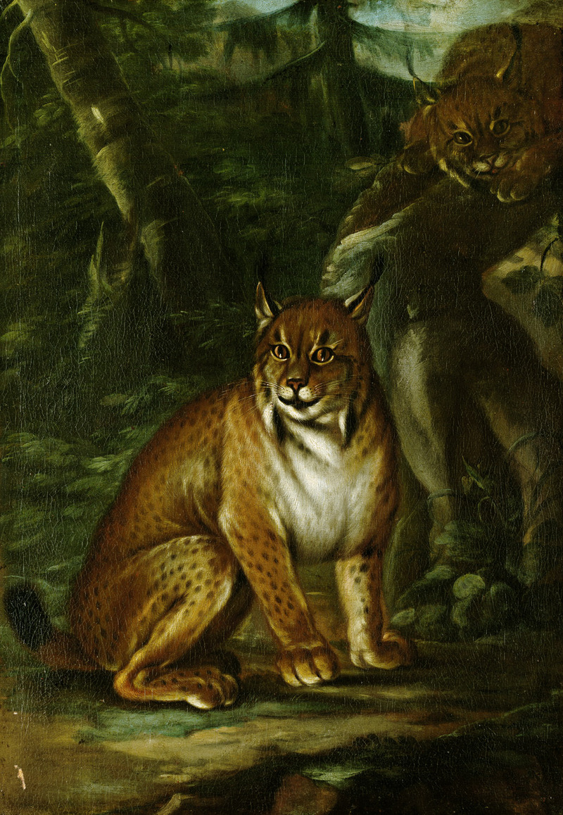 Eurasian lynx (Lynx lynx); DISPLAY FULL IMAGE.