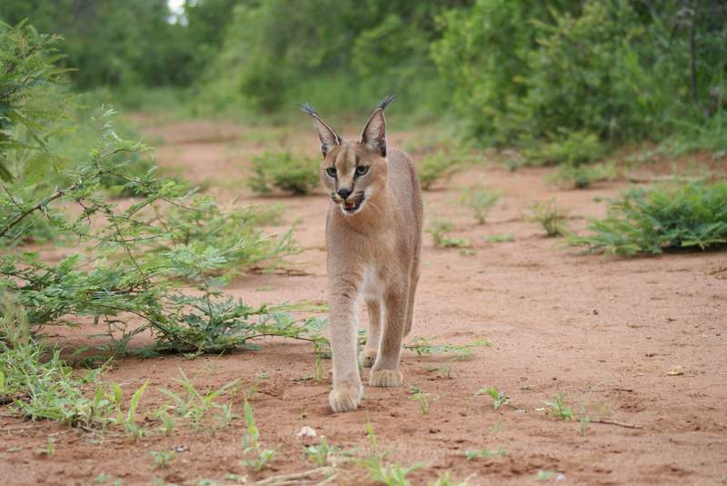 caracal, desert lynx (Caracal caracal); DISPLAY FULL IMAGE.