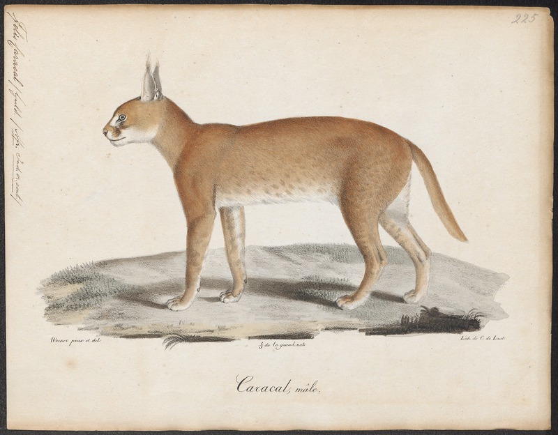 caracal, desert lynx (Caracal caracal); DISPLAY FULL IMAGE.