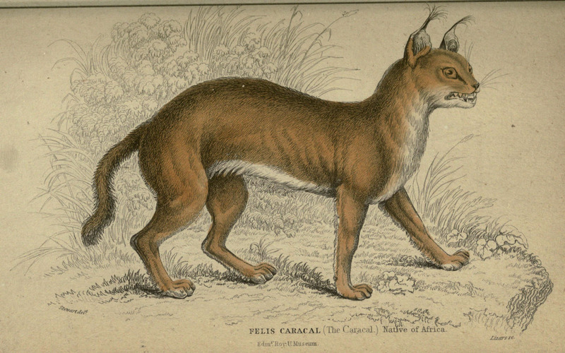 caracal, desert lynx (Caracal caracal); DISPLAY FULL IMAGE.