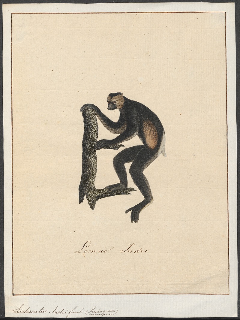 Indri, babakoto (Indri indri); DISPLAY FULL IMAGE.