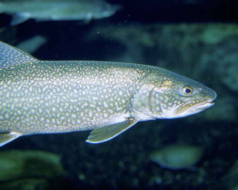 lake trout (Salvelinus namaycush); DISPLAY FULL IMAGE.