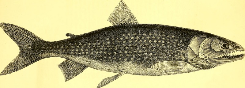 lake trout (Salvelinus namaycush); DISPLAY FULL IMAGE.