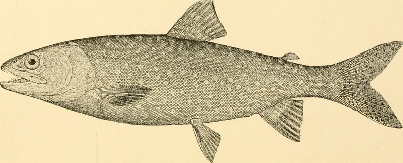 lake trout (Salvelinus namaycush); DISPLAY FULL IMAGE.