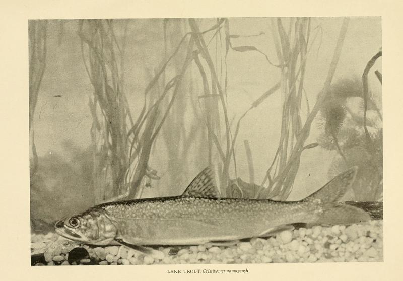 lake trout (Salvelinus namaycush); DISPLAY FULL IMAGE.