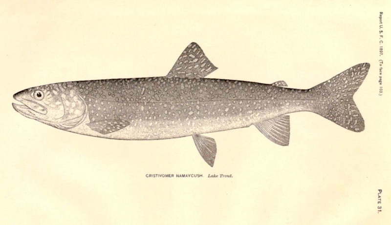 lake trout (Salvelinus namaycush); DISPLAY FULL IMAGE.