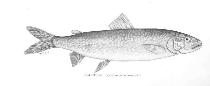 lake trout (Salvelinus namaycush); DISPLAY FULL IMAGE.