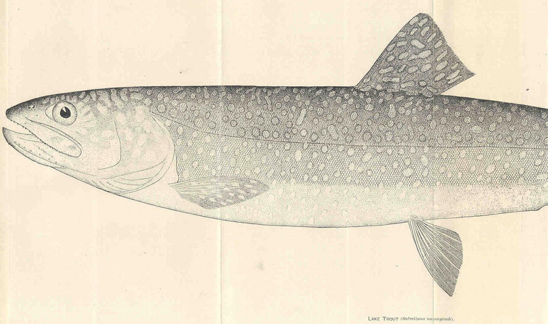 lake trout (Salvelinus namaycush); DISPLAY FULL IMAGE.