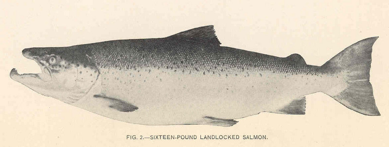 Atlantic salmon (Salmo salar) - landlocked salmon; DISPLAY FULL IMAGE.