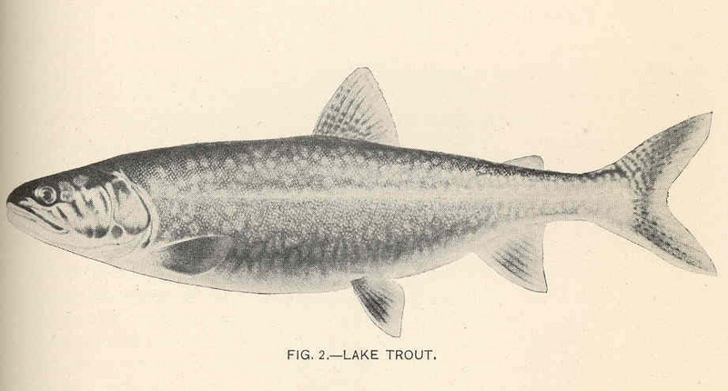 lake trout (Salvelinus namaycush); DISPLAY FULL IMAGE.