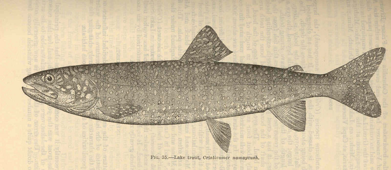lake trout (Salvelinus namaycush); DISPLAY FULL IMAGE.