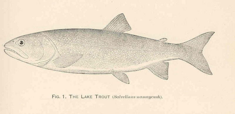 lake trout (Salvelinus namaycush); DISPLAY FULL IMAGE.