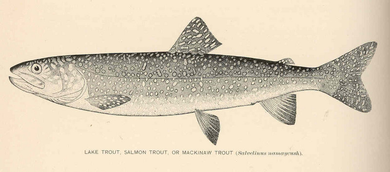 lake trout (Salvelinus namaycush); DISPLAY FULL IMAGE.