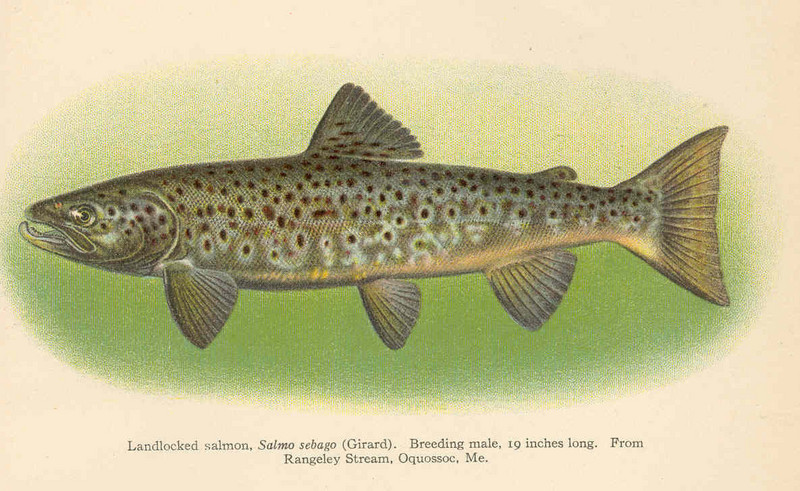 Atlantic salmon (Salmo salar) - landlocked salmon; DISPLAY FULL IMAGE.