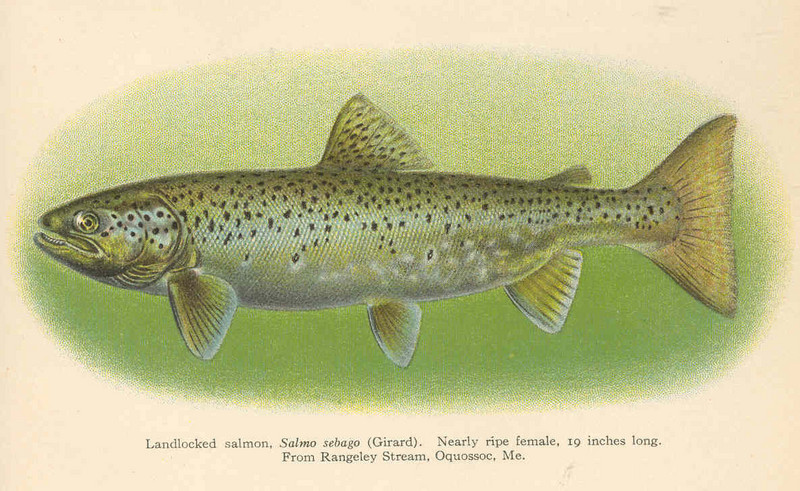 Atlantic salmon (Salmo salar) - landlocked salmon; DISPLAY FULL IMAGE.