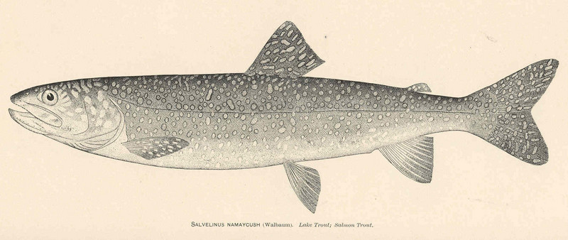 lake trout (Salvelinus namaycush); DISPLAY FULL IMAGE.