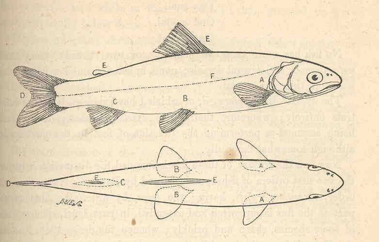 lake trout (Salvelinus namaycush); DISPLAY FULL IMAGE.