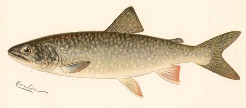 lake trout (Salvelinus namaycush); DISPLAY FULL IMAGE.
