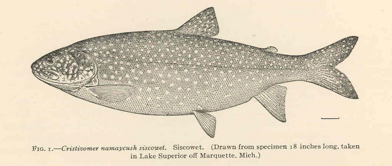 lake trout (Salvelinus namaycush); DISPLAY FULL IMAGE.