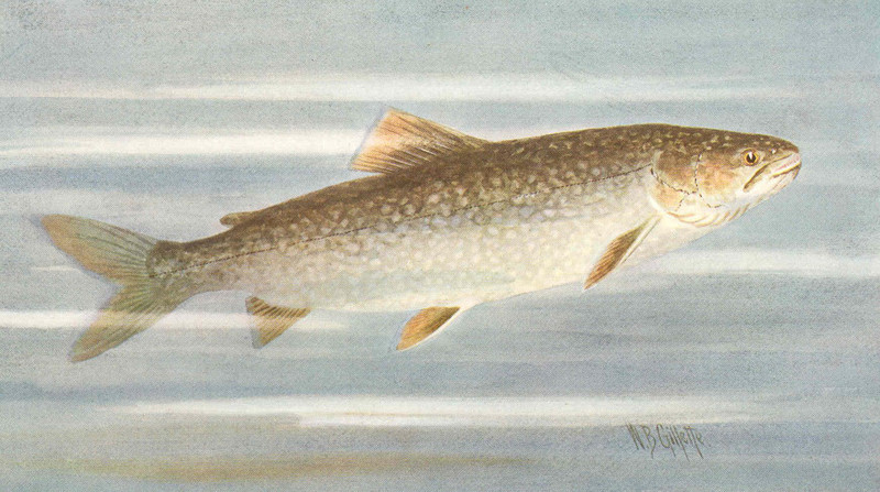 lake trout (Salvelinus namaycush); DISPLAY FULL IMAGE.