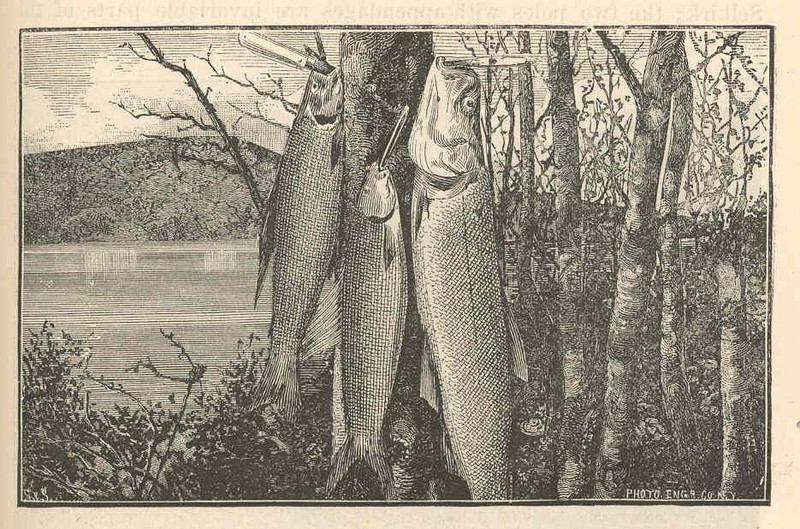 lake trout (Salvelinus namaycush); DISPLAY FULL IMAGE.