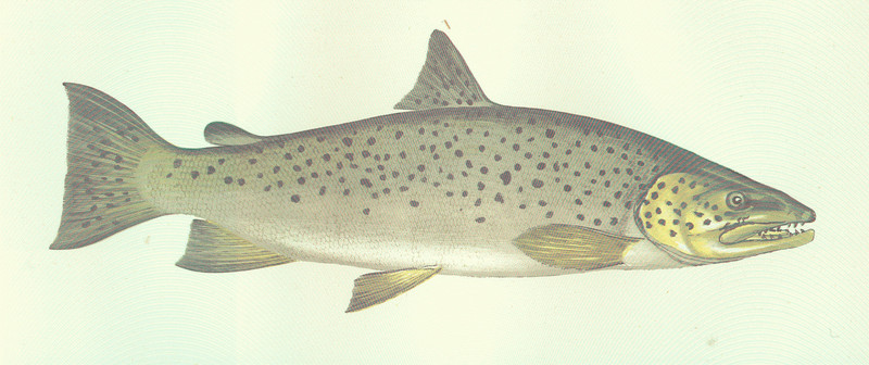 lake trout (Salvelinus namaycush); DISPLAY FULL IMAGE.