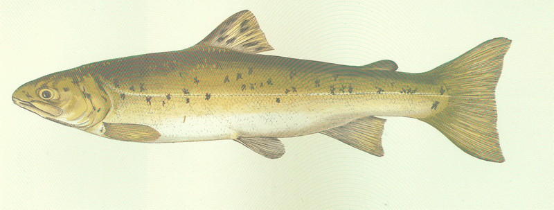 lake trout (Salvelinus namaycush); DISPLAY FULL IMAGE.