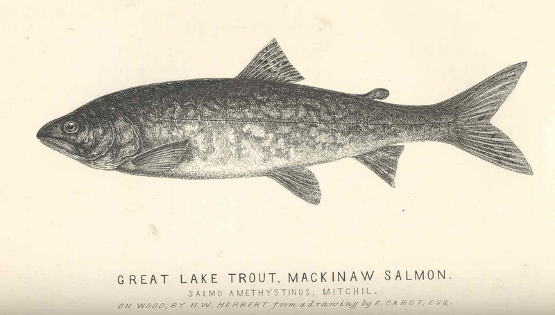 lake trout (Salvelinus namaycush); DISPLAY FULL IMAGE.