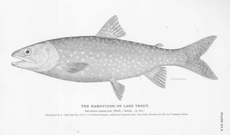 lake trout (Salvelinus namaycush); DISPLAY FULL IMAGE.