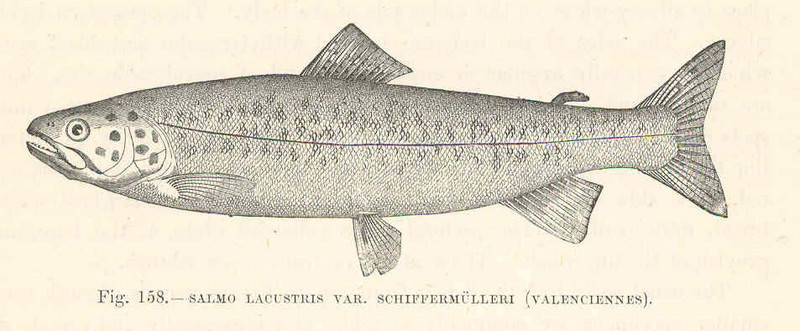 lake trout (Salvelinus namaycush); DISPLAY FULL IMAGE.