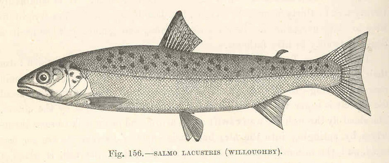 lake trout (Salvelinus namaycush); DISPLAY FULL IMAGE.