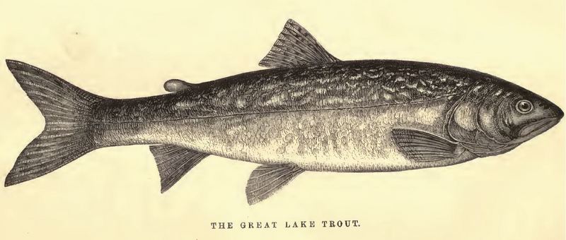 lake trout (Salvelinus namaycush); DISPLAY FULL IMAGE.