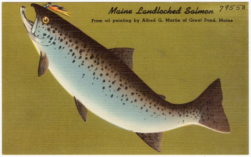 lake trout (Salvelinus namaycush); DISPLAY FULL IMAGE.