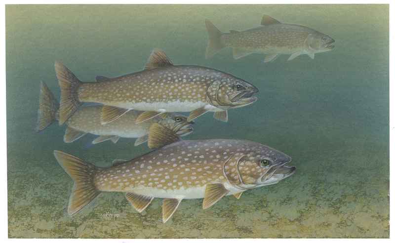 lake trout (Salvelinus namaycush); DISPLAY FULL IMAGE.