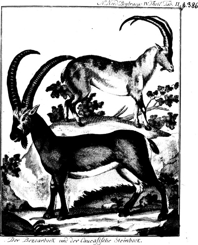 West Caucasian tur (Capra caucasica); DISPLAY FULL IMAGE.