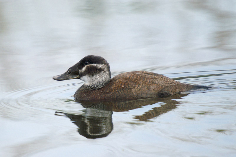 white-headed duck (Oxyura leucocephala) female; DISPLAY FULL IMAGE.