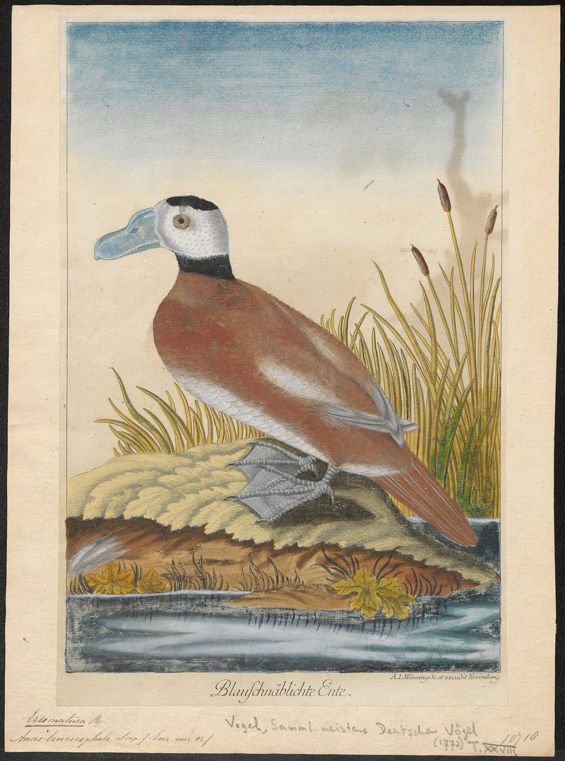 white-headed duck (Oxyura leucocephala); DISPLAY FULL IMAGE.