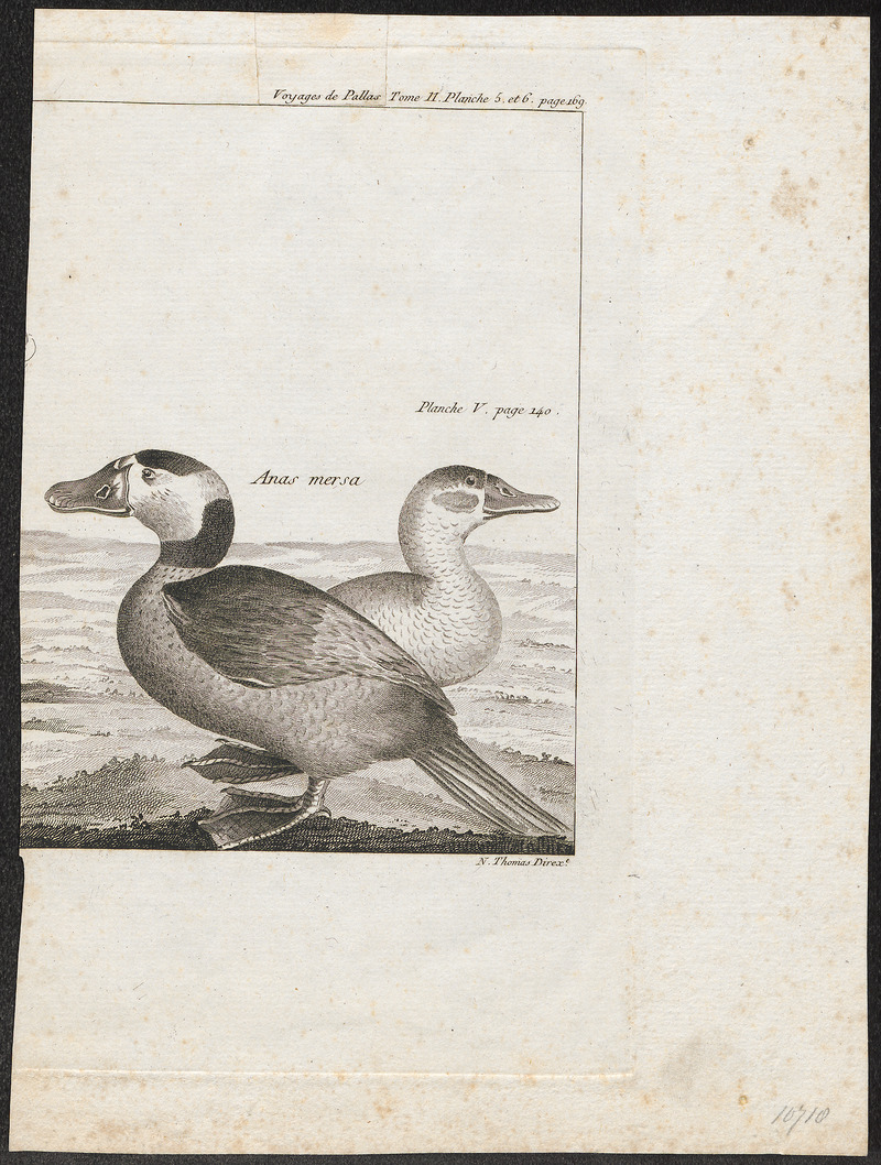 white-headed duck (Oxyura leucocephala); DISPLAY FULL IMAGE.